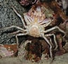 Image result for "hyas Coarctatus". Size: 97 x 92. Source: www.beachexplorer.org