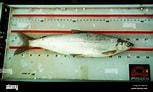 Image result for "coregonus Sardinella". Size: 153 x 92. Source: www.alamy.com