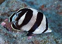 Image result for Chaetodon striatus Feiten. Size: 129 x 92. Source: www.inaturalist.org