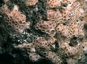 Afbeeldingsresultaten voor "hemimycale Columella". Grootte: 125 x 92. Bron: www.habitas.org.uk