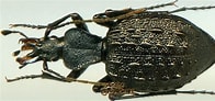 Image result for "ormosella Haeckeli". Size: 196 x 92. Source: www.gorodinski.ru