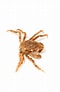 Image result for "hyas Araneus". Size: 60 x 92. Source: descna.com