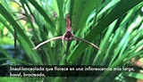 "praxillura Longissima" ପାଇଁ ପ୍ରତିଛବି ଫଳାଫଳ. ଆକାର: 160 x 92। ଉତ୍ସ: www.youtube.com