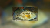 Image result for "balistes Punctatus". Size: 165 x 92. Source: www.reeflex.net