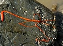 Image result for "tubulanus Polymorphus". Size: 126 x 92. Source: northislandexplorer.com
