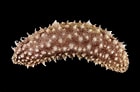 Image result for Holothuria lineata. Size: 140 x 92. Source: hewananakan.blogspot.com