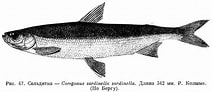Image result for "coregonus Sardinella". Size: 212 x 92. Source: fishbiosystem.ru