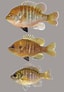 Image result for "ovalipes Punctatus". Size: 64 x 92. Source: www.floridamuseum.ufl.edu