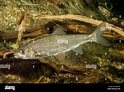 Image result for Leuciscus Leuciscus. Size: 124 x 92. Source: www.alamy.com