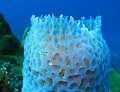 Image result for "rissoa Porifera". Size: 120 x 92. Source: www.myinterestingfacts.com