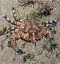Image result for "charybdis Annulata". Size: 87 x 92. Source: www.wildsingapore.com