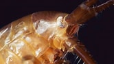 Image result for "gammarus Oceanicus". Size: 166 x 93. Source: www.pinterest.com