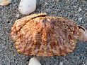 Image result for "calappa Flammea". Size: 123 x 93. Source: bugguide.net