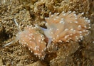 Image result for "facelina Bostoniensis". Size: 132 x 93. Source: www.britishmarinelifepictures.co.uk