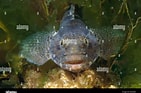 Image result for "gobius Luteus". Size: 141 x 93. Source: www.alamy.com