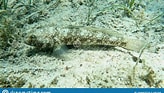 Image result for "gobius Luteus". Size: 164 x 93. Source: www.dreamstime.com