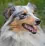 Image result for Shetland Sheepdog. Size: 91 x 93. Source: dogs.pedigreeonline.com