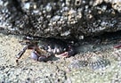 Image result for Pachygrapsus crassipes. Size: 136 x 93. Source: www.mbnep.org