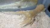 Image result for "thaumastocheles Japonicus". Size: 165 x 93. Source: aquarium.co.jp