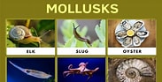 Afbeeldingsresultaten voor Mollusks Swimming. Grootte: 183 x 93. Bron: 7esl.com