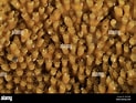 Afbeeldingsresultaten voor Acropora palmata Geslacht. Grootte: 123 x 93. Bron: www.alamy.com