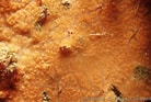 Image result for "phorbas Plumosus". Size: 138 x 93. Source: doris.ffessm.fr