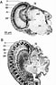 Image result for "leptomysis Lingvura". Size: 62 x 93. Source: www.researchgate.net