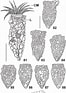 Afbeeldingsresultaten voor "Tintinnopsis Parvula". Grootte: 66 x 93. Bron: www.researchgate.net