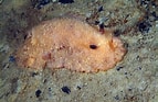 Image result for "archidoris Pseudoargus". Size: 143 x 93. Source: www.naturamediterraneo.com