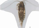 Image result for "clausocalanus Parapergens". Size: 130 x 93. Source: www.odb.ntu.edu.tw