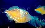 Image result for "cantherhines Macrocerus". Size: 146 x 93. Source: reefapp.net