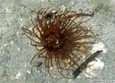 Image result for Cerianthidae. Size: 129 x 93. Source: tonysharks.com