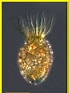 Afbeeldingsresultaten voor "Tintinnopsis Parvula". Grootte: 69 x 93. Bron: gallery.obs-vlfr.fr