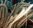 Image result for "pterogorgia Guadalupensis". Size: 109 x 93. Source: reefguide.org