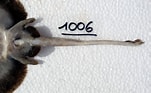 Image result for Neoraja caerulea Anatomie. Size: 151 x 93. Source: shark-references.com