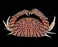 Image result for "calappa Flammea". Size: 114 x 93. Source: www.deepseawaters.com