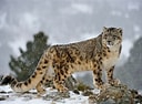 Résultat d’image pour Snow Leopards. Taille: 128 x 94. Source: www.discoverwildlife.com