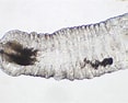 Image result for Magelona filiformis. Size: 117 x 94. Source: www.aphotomarine.com