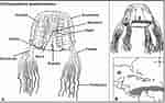 Image result for Chiropsalmus quadrumanus Anatomie. Size: 150 x 94. Source: www.researchgate.net