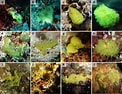 Image result for "clathria Atrasanguinea". Size: 122 x 94. Source: www.researchgate.net