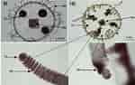 Image result for "obelia Spp". Size: 150 x 94. Source: www.researchgate.net
