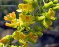 Image result for "acrosphaera Spinosa". Size: 117 x 94. Source: www.wildflowers.co.il