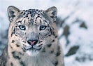 Résultat d’image pour Snow Leopards. Taille: 133 x 94. Source: abcnews.go.com