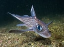 Image result for "chimaera Monstrosa". Size: 129 x 94. Source: www.cojeco.cz