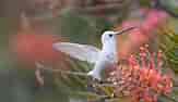 Leucistic Anna's Hummingbird ପାଇଁ ପ୍ରତିଛବି ଫଳାଫଳ. ଆକାର: 163 x 94। ଉତ୍ସ: www.flickr.com