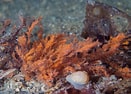 Afbeeldingsresultaten voor Rhodophyta Examples. Grootte: 131 x 94. Bron: www.seawater.no