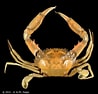 Image result for "charybdis Bimaculata". Size: 98 x 94. Source: www.crustaceology.com