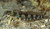 Image result for "lipophrys Adriaticus". Size: 164 x 94. Source: adriaticnature.com