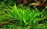Image result for "sagitta Tropica". Size: 150 x 94. Source: pinktropical.fr