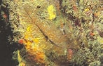 Image result for Antipathes arborea. Size: 147 x 94. Source: www.ecured.cu
